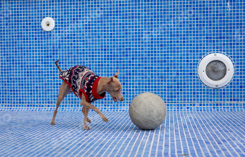 Preview: Italian greyhound dog playing in the pool with a ball