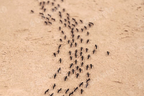 Preview: Marching Ants on the Sand in a Line