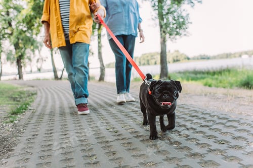 Preview: Selective focus of pug dog walking near elderly couple on path in park