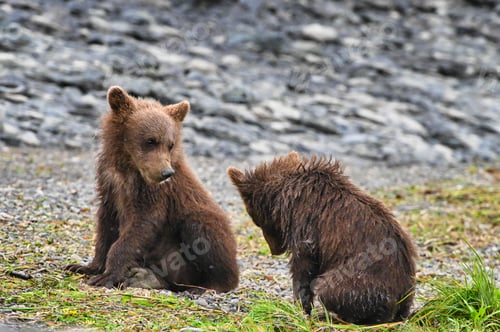Preview: Close-up of a mother bear with her cub walking on green grass