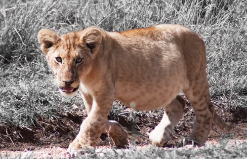 Preview: A Best wildlife sanctuary in the world