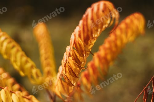 Preview: Beautiful yellow leaves on staghorn sumac tree in autumn sunny park, space for text. Rhus typhina