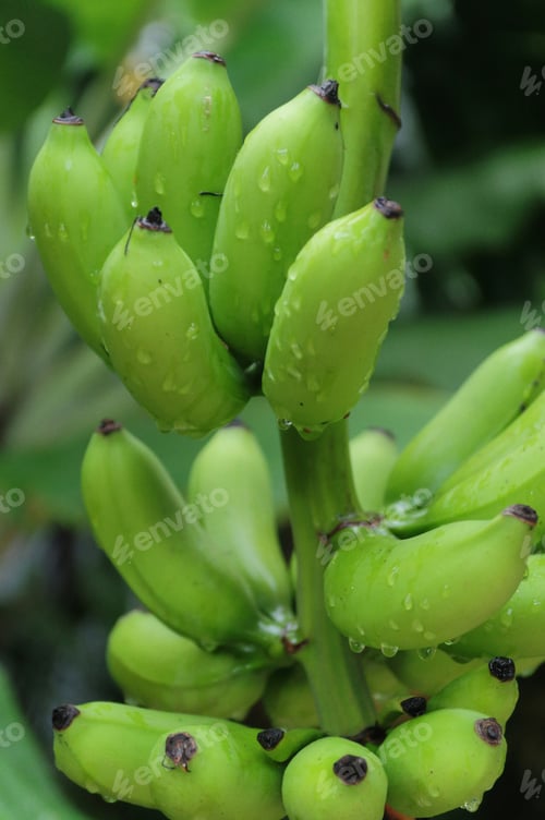 Preview: Vertical shot of the unripe banana fruit in the garden