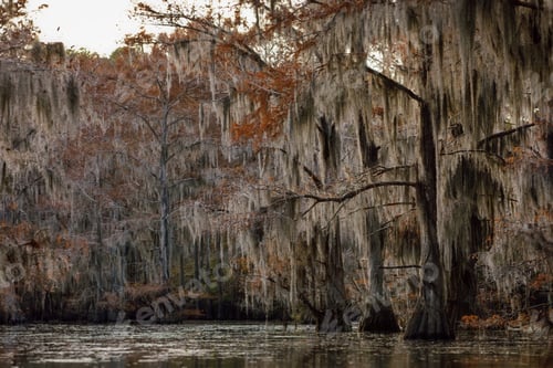 Preview: Nature in Great Cypress Swamps, USA