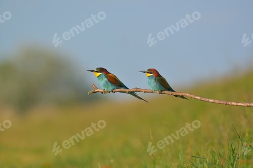 Preview: European Bee-Eater - Merops Apiaster on a branch , exotic colorful migratory bird