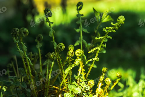Preview: A young fern bush in the garden, field, forest, spreading its leaves. Selective focus.