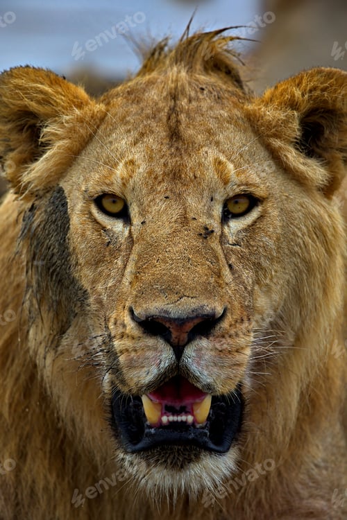 Preview: Vertical portrait of a lion in Tanzania