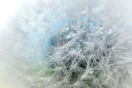 Preview: Macro shot of dandelion seeds in soft pale blue green pastel colors with water droplets