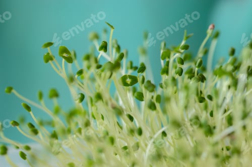 Preview: Closeup of Hydroponic chia sprouts at home