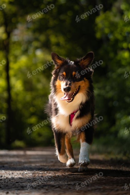 Preview: Selective focus shot of Australian Shepherd in the forest