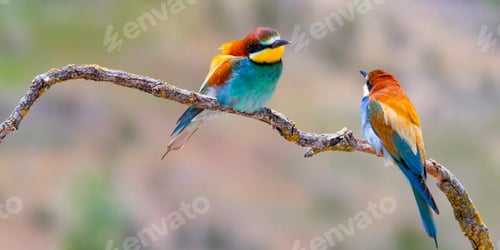Preview: Bee-eater