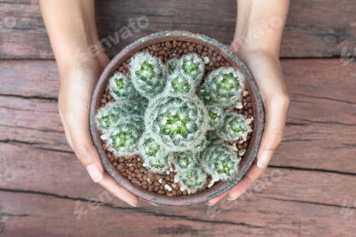 Preview: Cactus flowers (Mammillaria Carmenae) in a ceramic pot with woman hand