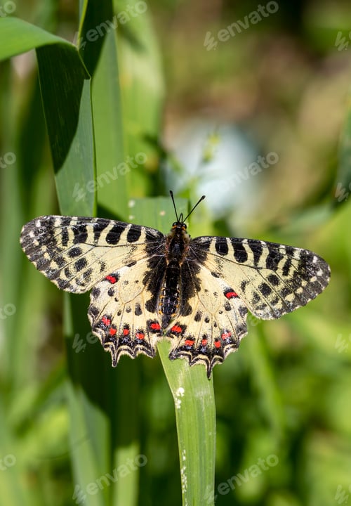 Preview: Forest Scalloped butterfly (Zerynthia cerisyi) on a plant