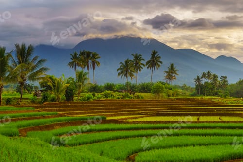 Preview: Beautiful morning view in Indonesia, panoramic landscape of rice fields with mountain ranges