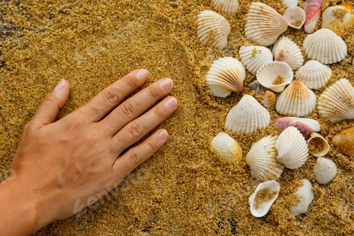 Preview: Female hand and seashells
