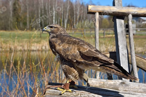 Preview: Red tailed hawk