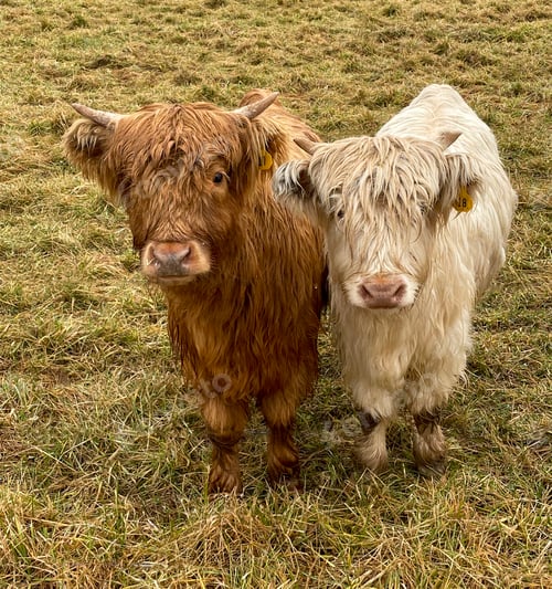 Preview: Closeup of highlands on a grassy landscape