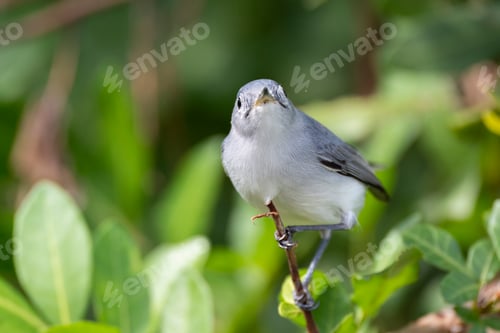 Preview: A Blue-Gray Gnatcatcher bird perched on a tree branch in summer Florida shrubs