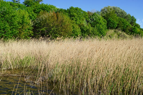 Preview: Dried flowers pampas grass waving in the wind and in the sun