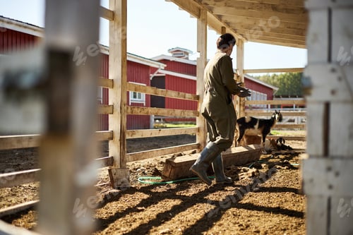 Preview: Middle Aged Caucasian Woman Feeding Goats on Rural Farm during Morning Chores