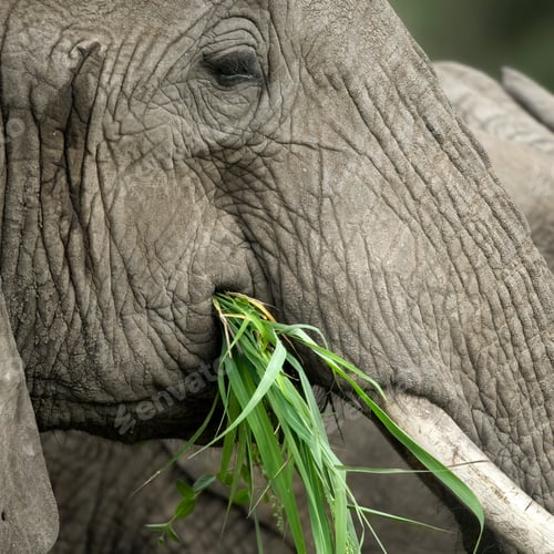 Preview: Close-up on a elephant's head