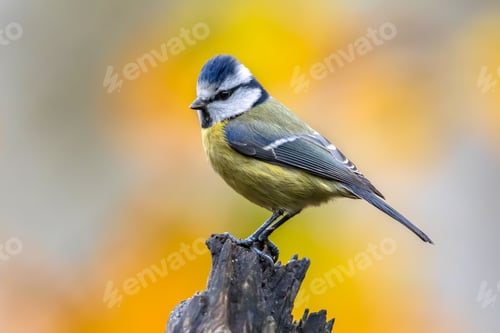 Preview: Eurasian Blue Tit perched on log with colorful background