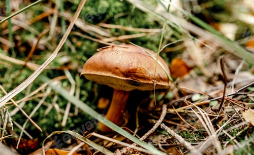 Preview: Boletus Edulis Mushrooms on Wood