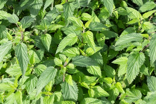 Preview: Group of Green Fresh nettle background