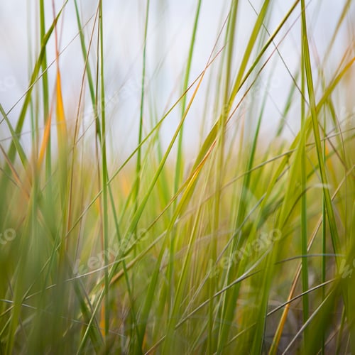 Preview: Close up of sea grasses on Long Beach Peninsula.
