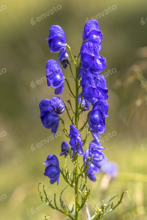 Preview: Monkshood flowers