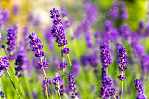 Preview: Closeup shot of blooming purple English lavender flowers in a garden