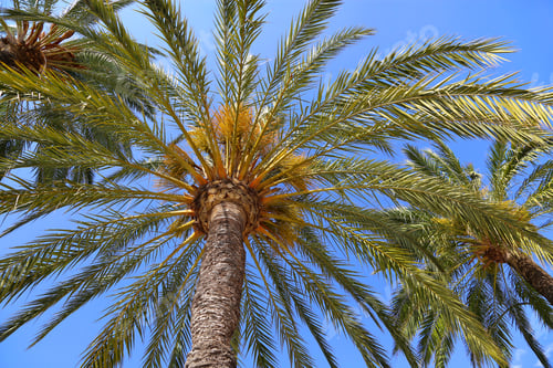Preview: Branches of beautiful palm trees