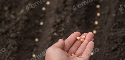 Preview: Sow the seeds in the garden into the soil. Selective focus.