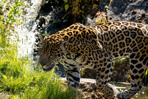 Preview: Majestic jaguar in its natural habitat