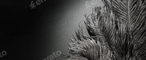 Preview: Beautiful Black Ostrich feathers. Black animal banner. Art Deco style