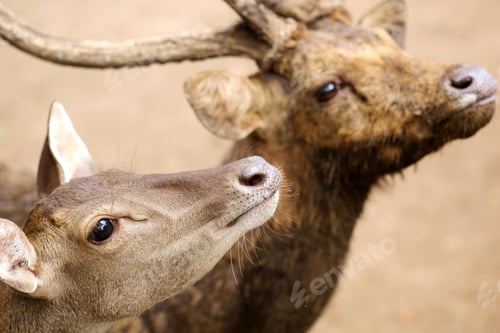 Preview: Deer