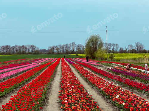 Preview: Tulips