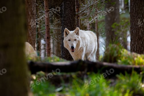 Preview: White wolf surrounded by greenery in a forest in the daylight