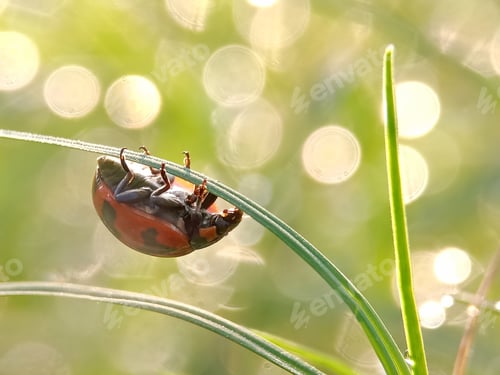 Preview: Ladybug