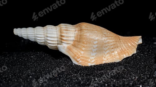Preview: Bathytoma Prodicia shell on a black sand background