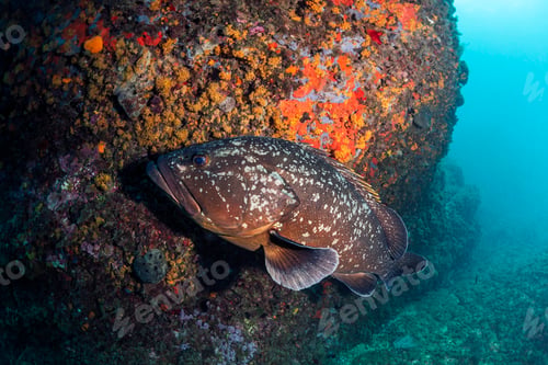 Preview: big fish swimming near rocks with colorful coral