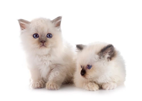 Preview: birman kitten in studio