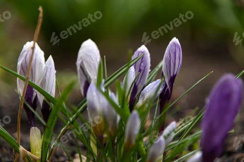 Preview: Closed crocus flowers with leaves