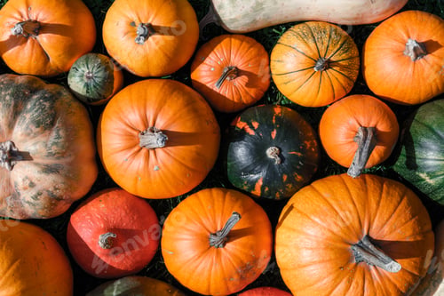 Preview: Different kind of pumpkins closeup