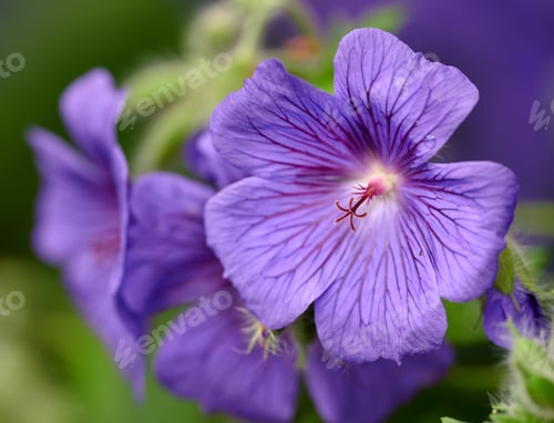 Preview: Blue Geranium