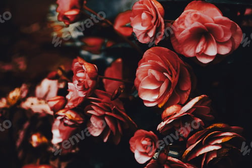 Preview: Closeup shot of beautiful pink flowers