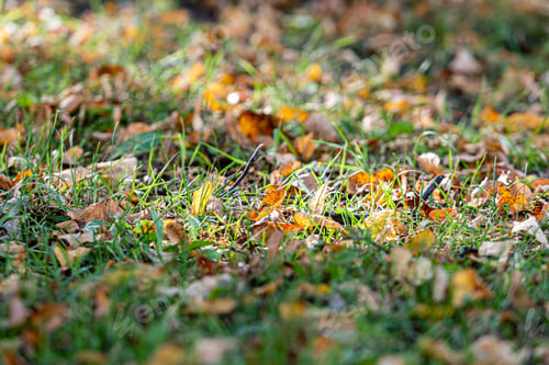 Preview: colorful leaves close-up on green grass in autumn