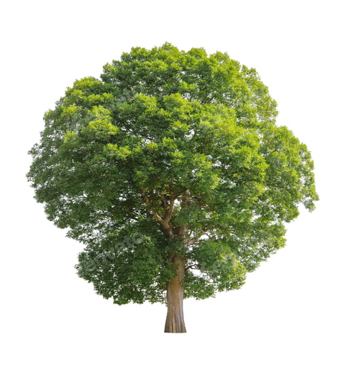 Preview: large tree with green leaves is standing alone on white background