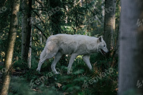 Preview: Animal near a tree in a lush forest with green grass