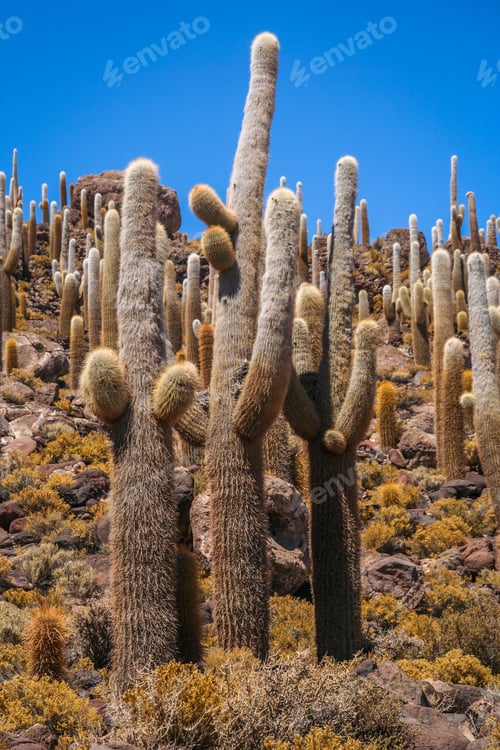 Preview: Big Cactuses in Bolivia